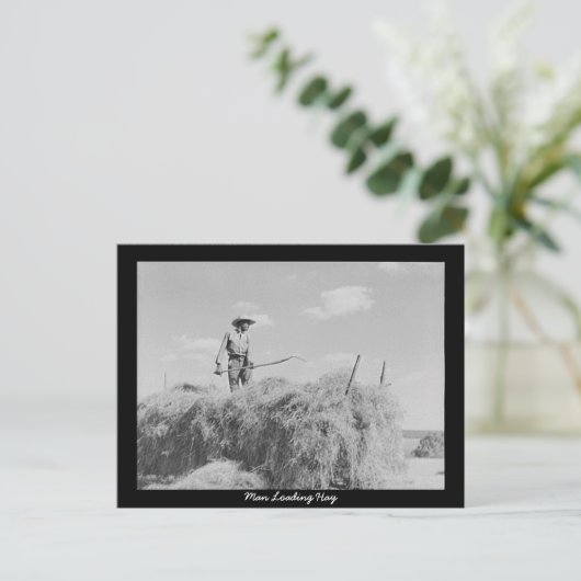 Man Loading Hay Postkarte (Stehend Vorderseite)