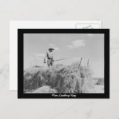 Man Loading Hay Postkarte (Vorne/Hinten)
