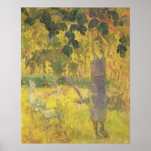 Man pflückt Obst aus einem Baum, 1897 Poster (Vorne)