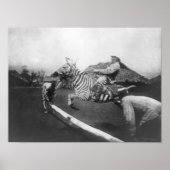 Man Riding Zebra Jumping Fence Fotograf Poster (Vorne)