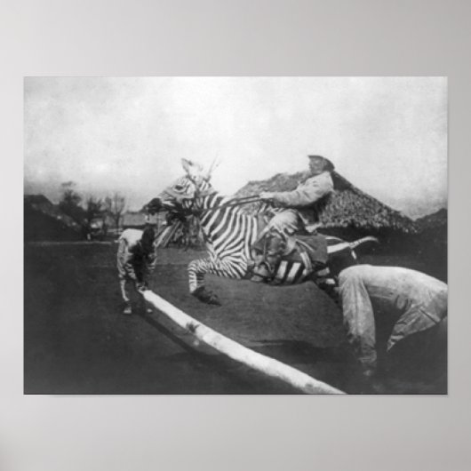 Man Riding Zebra Jumping Fence Fotograf Poster (Vorne)