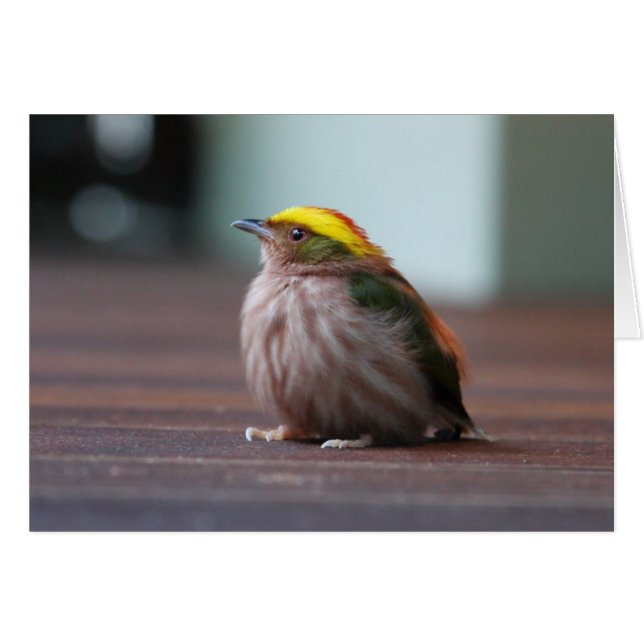 Manakin (Vorderseite (Horizontal))