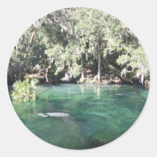 Manatee am Blue Springs Aufkleber