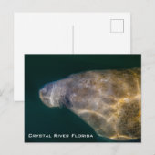 Manatee Crystal River Florida Postcard Postkarte (Vorne/Hinten)