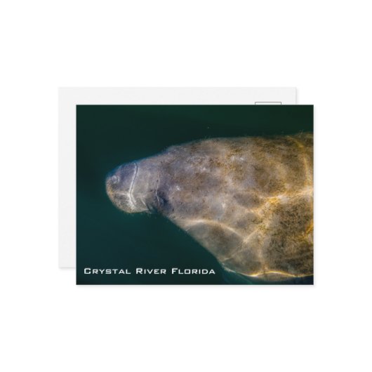 Manatee Crystal River Florida Postcard Postkarte (Vorderseite/Rückseite Beispiel)