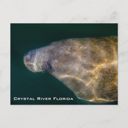 Manatee Crystal River Florida Postcard Postkarte (Vorderseite)