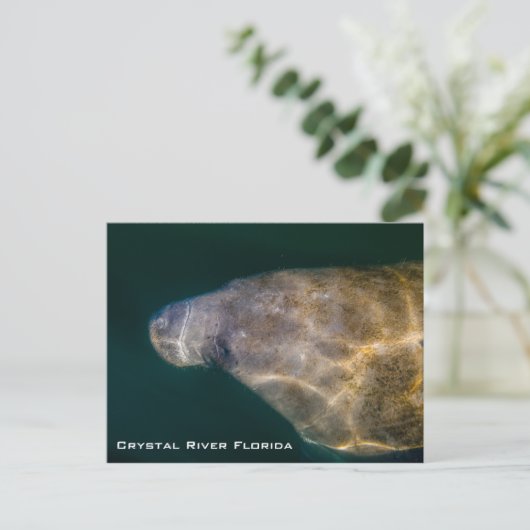 Manatee Crystal River Florida Postkarte (Stehend Vorderseite)