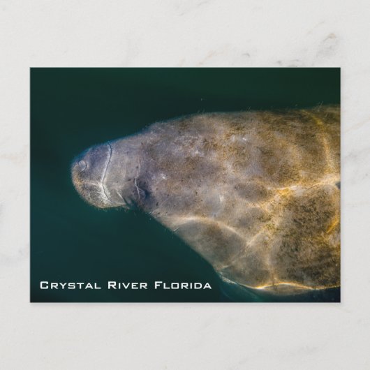 Manatee Crystal River Florida Postkarte (Vorderseite)