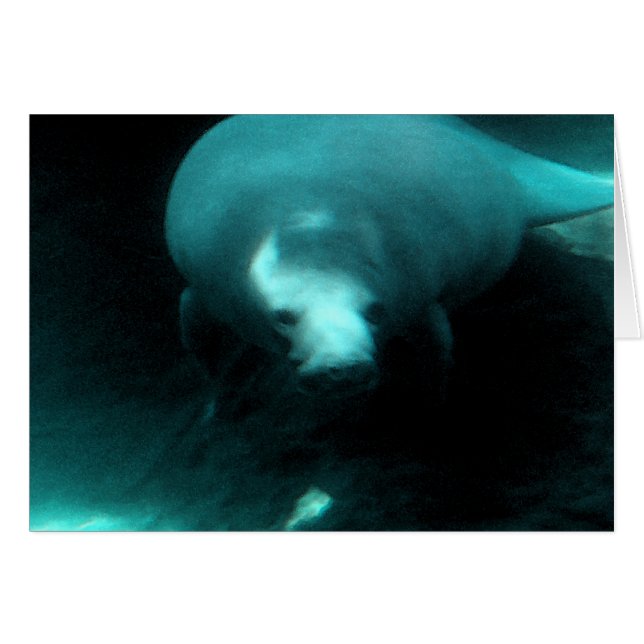 Manatee Dreams (Vorderseite (Horizontal))