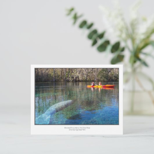 Manatee Encounter Postkarte (Stehend Vorderseite)
