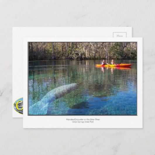 Manatee Encounter Postkarte (Vorne/Hinten)