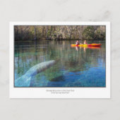 Manatee Encounter Postkarte (Vorderseite)