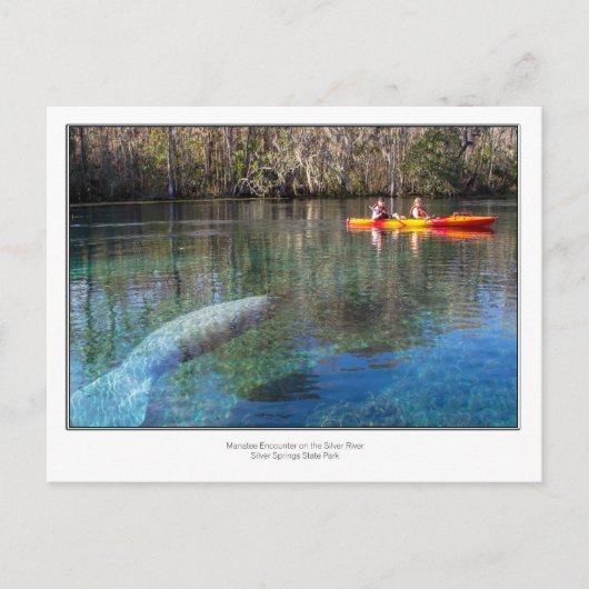 Manatee Encounter Postkarte (Vorderseite)