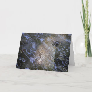 Manatee Everyday Note Card Karte
