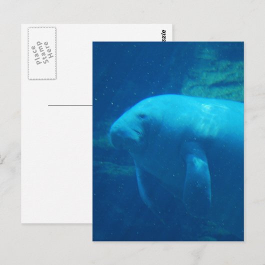 Manatee Floating Postcard Postkarte (Vorne/Hinten)