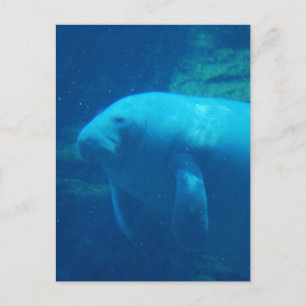 Manatee Floating Postcard Postkarte