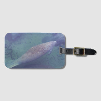 Manatee Florida Schwimmbad Foto Niedlich Gepäckanhänger