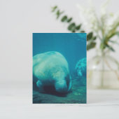 Manatee Foto Postcard Postkarte (Stehend Vorderseite)