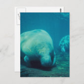 Manatee Foto Postcard Postkarte (Vorne/Hinten)