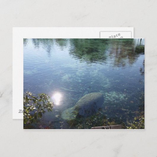 Manatee in Crystal River, FL Postkarte (Vorne/Hinten)