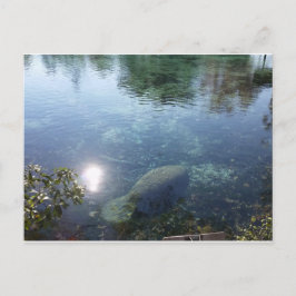Manatee in Crystal River, FL Postkarte
