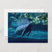 Manatee, Lowry Park Zoo, Tampa Bay, Florida, USA Postkarte (Vorne/Hinten)
