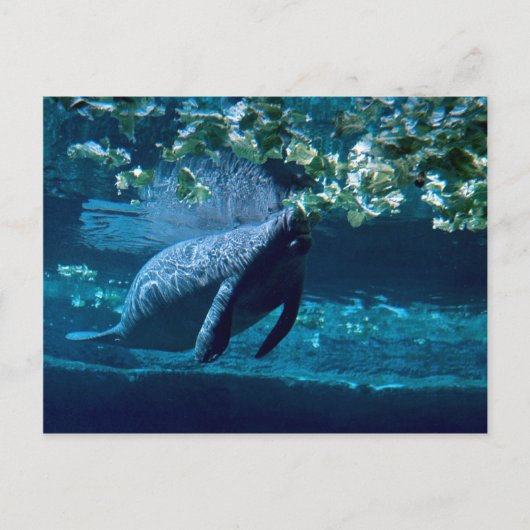 Manatee, Lowry Park Zoo, Tampa Bay, Florida, USA Postkarte (Vorderseite)