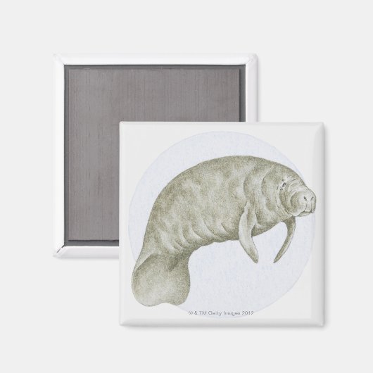 Manatee Magnet (Vorderseite/Rückseite)