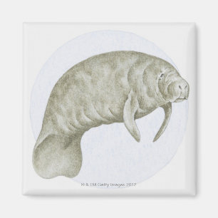 Manatee Magnet