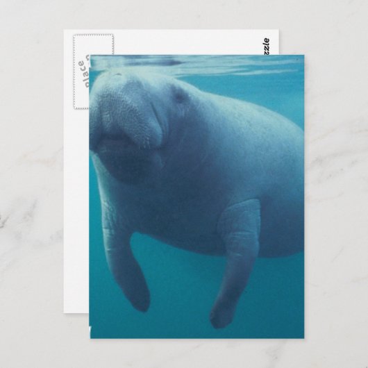 Manatee Postcard Postkarte (Vorne/Hinten)