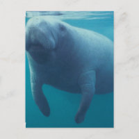 Manatee Postcard