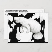 Manatee Postcard Postkarte (Vorne/Hinten)