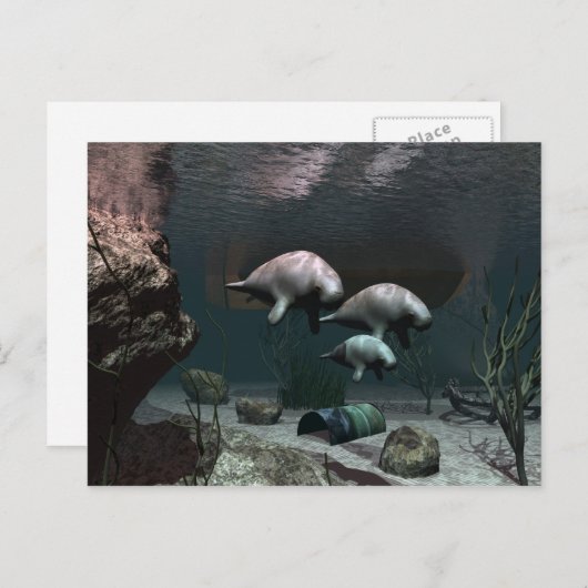 Manatee Postcard Postkarte (Vorne/Hinten)