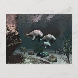 Manatee Postcard Postkarte