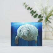 Manatee Postcards Postkarte (Stehend Vorderseite)