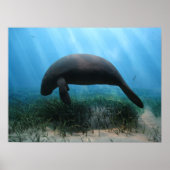 Manatee Poster (Vorne)