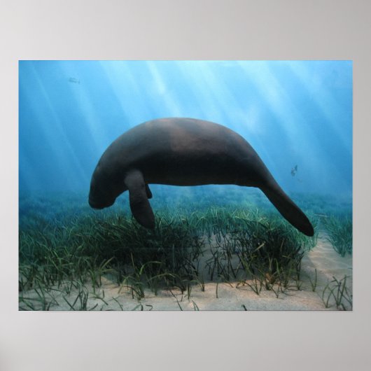 Manatee Poster (Vorne)