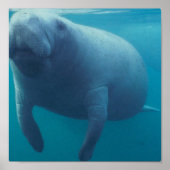 Manatee Poster Print (Vorne)