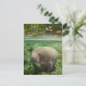 MANATEE POSTKARTE (Stehend Vorderseite)