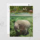 MANATEE POSTKARTE (Vorne/Hinten)