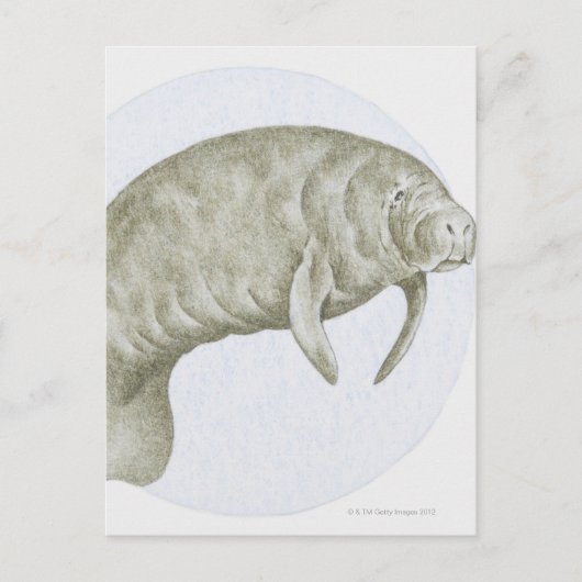 Manatee Postkarte (Vorderseite)