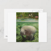 MANATEE POSTKARTE (Vorne/Hinten)