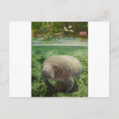 MANATEE POSTKARTE (Vorderseite)