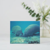 Manatee Rooting in Sand Postkarte (Stehend Vorderseite)