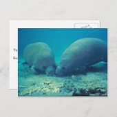 Manatee Rooting in Sand Postkarte (Vorne/Hinten)