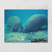 Manatee Rooting in Sand Postkarte (Vorderseite)