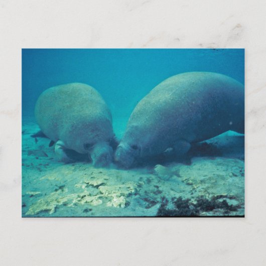 Manatee Rooting in Sand Postkarte (Vorderseite)