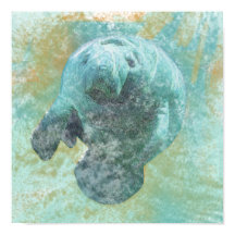 Manatee Sea Cow Art Print