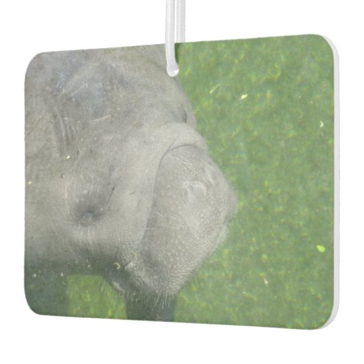 Manatee Smiles Autolufterfrischer (Links)