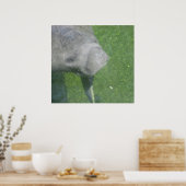 Manatee Smiles Poster (Küche)